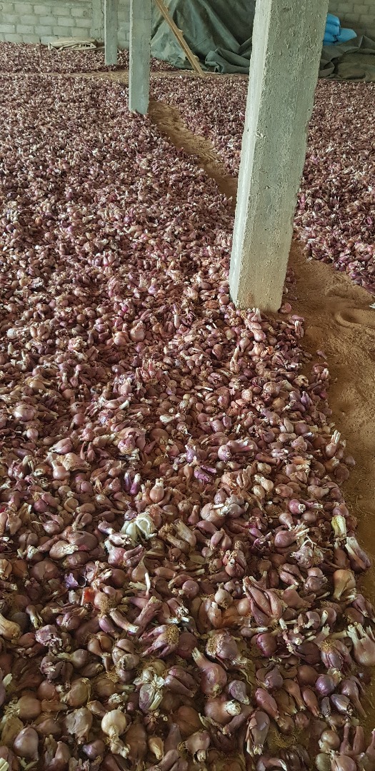 Agriculture moderne - Culture fruitière