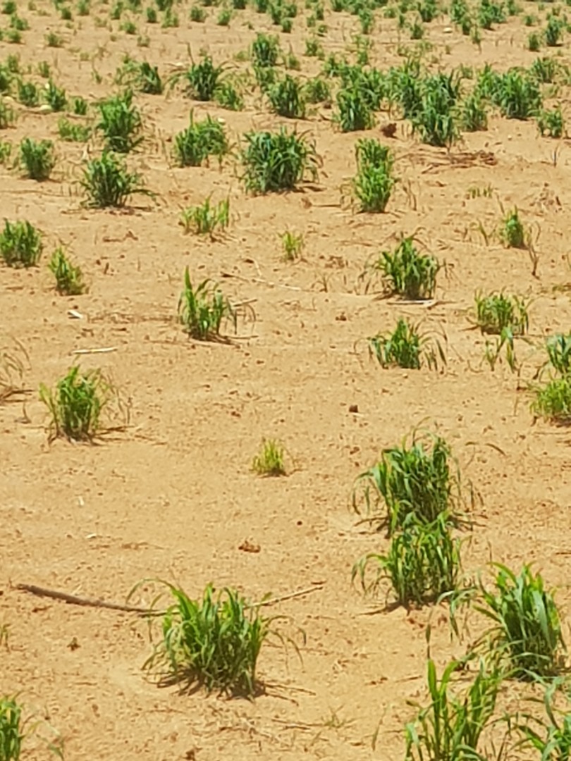 Agroforesterie - SIAE au service du développement