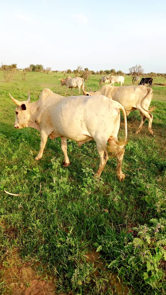 Vaches - Élevage laitier et boucherie